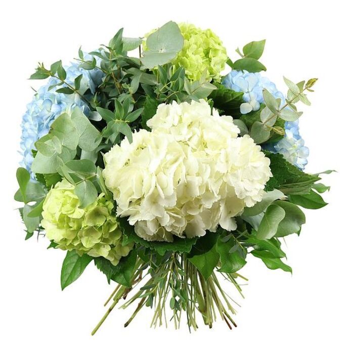 A carefully composed hydrangea bouquet is shown in full view against a clean, white backdrop, capturing the artistry and softness of a hand-tied design crafted by an experienced local florist in Bexleyheath. Dominating the centre is a large, rounded cluster of creamy white hydrangeas, its densely packed florets forming a plush, cloud-like surface that appears almost weightless. Radiating outward from this central bloom are generous heads of sky-blue hydrangeas, their petals presenting subtle shifts in tone from pale, almost icy blue to a more saturated, gentle shade, mirroring the changing light over the rooftops and tree canopies near Danson Park. Between these blooms rest compact lime-green hydrangea clusters, their bright, almost chartreuse petals bringing a fresh, invigorating edge to the otherwise serene palette, like young leaves unfurling along nearby residential streets. The bouquet is enriched by a variety of foliage that fills the spaces between the hydrangea heads. Distinctive eucalyptus, with its rounded, silvery-green leaves, sweeps gracefully across the arrangement, introducing a cool, muted note that contrasts beautifully with the hydrangea colours. Deeper emerald leaves, slightly glossier and more structured, tuck in beneath the blossoms, giving the bouquet its rounded shape and visual stability. The stems of the flowers and greenery are clearly visible at the bottom, drawn together and neatly tied, marking this as a hand-tied bouquet ready to be placed in a glass vase on a Bexleyheath coffee table or office reception desk. Gentle, even lighting reveals the delicate textures and edges of each petal and leaf, while soft shadows enhance the arrangement's fullness and depth. The overall feel of the image is peaceful, refined, and subtly joyful, ideal for representing thoughtful gifts, special occasions, and same-day flower delivery across Bexleyheath and the surrounding area.