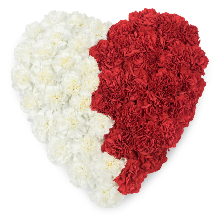 A striking, meticulously constructed heart of carnations occupies the frame in an overhead perspective, its dense surface a study in texture and symbolism. The left side is composed of creamy-white carnations whose softly crinkled petals form a serene, cloud-like expanse; the right side is a concentrated field of rich, dark-red carnations that read as passionate and resolute. Where the two meet, the dividing line is distinctly serrated-cut into a series of nine triangular points that produce a saw-tooth edge down the heart's vertical axis-an intentional motif that strongly evokes the national colours and stepped motif of Qatar's flag while retaining the arrangement's floral dignity. The composition rests against a bright white background that isolates the heart's clean silhouette and allows the colour contrast to sing. Under calm, diffused lighting each carnation's layered structure casts soft shadows, lending the whole piece sculptural depth and a subtle sense of movement. The scent is imagined as a faint, greened sweetness typical of fresh carnations, complementing the visual impression rather than overpowering it. This arrangement reads both as an artistic floral statement and as an emblem of national pride or diplomatic commemoration-suitable for national day displays, embassy receptions, or community tributes in Bexleyheath and nearby civic spaces. As a florist's work, it balances technical precision with emotional clarity, offering a composed, respectful symbol that speaks of identity, solidarity, and carefully considered craftsmanship.